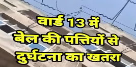 सरदारशहर: बिजली के तारों पर लिपटी बेलें बनीं हादसे का सबब, विद्युत विभाग की लापरवाही उजागर 10 SARDARSHAHAR NEWS सरदारशहर