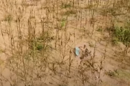 चूरू में ग्वार की फसल पर झुलसा रोग का कहर, किसानों की मेहनत पर पानी फिरा 12 SARDARSHAHAR NEWS image 6 SARDARSHAHAR NEWS